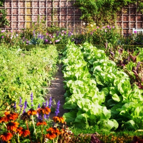 huerta